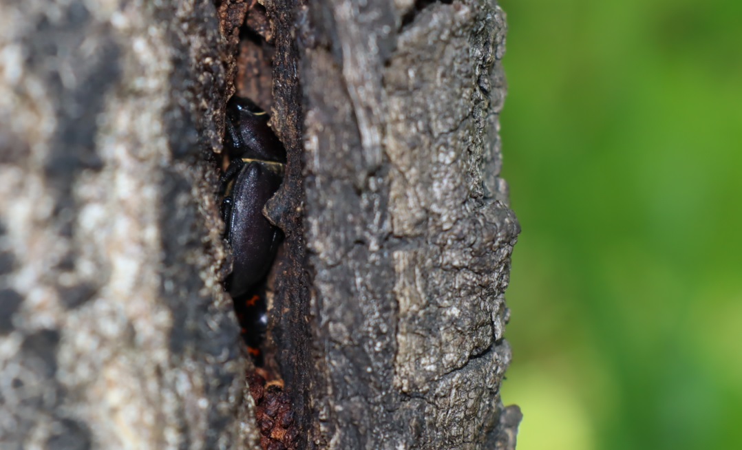 洞に潜む コクワガタ♀_住宅脇の昆虫達の飲み屋のクヌギ_2023年5月4日16時15分気温23度